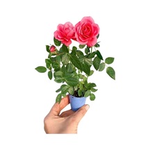 Süper Ürün Beyaz Alacalı Benjamin Bitkisi Pembe Bodur Begonvil Telgraf Çiçeği