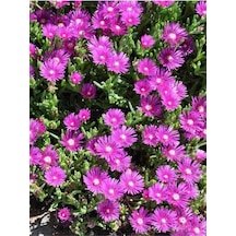 Acem Halısı Bitkisi 10 Adet Mor Çiçek Açan 10-20 Cm Tüplü Çiçekli Bodur Persian Shield