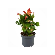 Serada Decor & Plant Yılbaşı Çiçeği,yılbaşı Kaktüsü,kırmızı Renk 7 Cm Saksıda Canlı