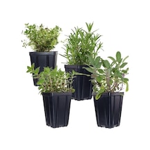 Thyme Lavender Set Of Two Kekik Lavanta Ikili Set 10-20 Cm