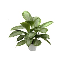 Aglonema Silver - Çin Herdemyeşili