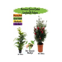 Kırmızı Fırça Çalısı+leylandi Çam Fidanı+ıtır Çiçeği Peyzaj Seti