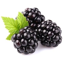 Tüplü Yediveren Böğürtlen Rubus Fruticosus Fidanı