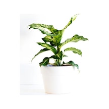 Videolu Difenbahya Çiçeği Fidanı 20-40cm Saksılı Çiçekli Bodur Bitkiler Dieffenbachia