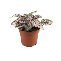 Hypoestes Phyllostachya 'Pink' (Hostes Çiçeği) Ø8,5 CM Y10-15 CM