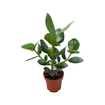 Clusia Rosea İmza Çiçeği