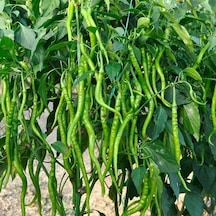 Geleneksel Doğal Acı Kıl Biberi Tohumu 70 Tohum