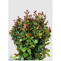 Eugenia Etna Fire Ağacı Fidanı Saksılı/tüplü 50-70cm Dış Mekan Ağacı