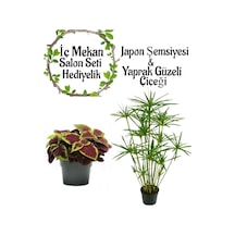 Japon Şemsiyesi 40-60 Cm 1 Adet Saksılı+dolgun Yaprak Güzeli Çiçeği1 Adet Saksılı
