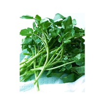 Erdem Garden Doğal Yeşillik Geniş Tere 1000 Ad. Tohum Sku: Smgstk36eda640e4 Açık Gri