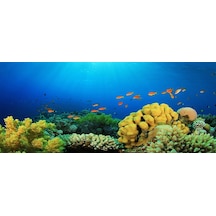 Kanki Pet Akvaryum Arka Fon Yapıştırma 155 X 65 Cm Kp1556527