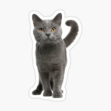 British Shorthair Kedi Araba Oto Sticker Etiket 17Cm Q4