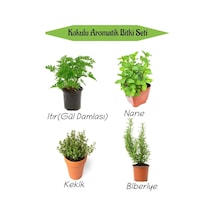 Aromatik Kokulu Mutfak Seti Itır Çiçeği+nane+kekik+biberiye Fidesi 4 Adet, Srd010na0818 Çok Renkli