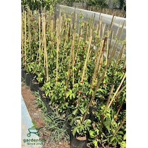 Amerikan Sarmaşığı Kışın Kırmızı Renk 45-70cm Saksılı/tüplü Parthenocissus Quinquefolia
