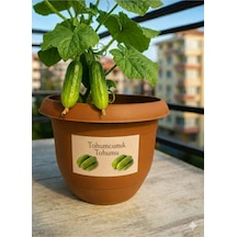 25 Adet Parmak Saksılık Salatalık Tohumu + Saksı + Toprak