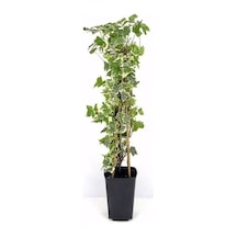 Alacalı Büyük Yapraklı Duvar Sarmaşığı Hedera Helix Variegata, 40-60 Cm, Saksıda