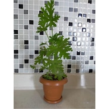 Sardunya Itır Çiçeği Fidanı 10-20 Cm
