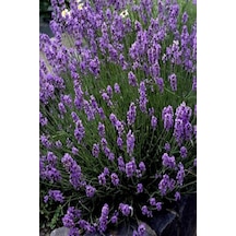Lavanta Çiçeği Fidanı 20 - 30 Cm