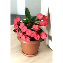 İç Mekan Bitkisi Ev Ve Balkonda Bakılır Cins Pembe Euphorbia Taç Çiçeği Minik 16.17cm