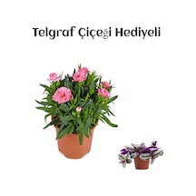 Hediyelik Mis Kokulu Şeker Pembe Karanfil Çiçeği Telgraf Hediyeli