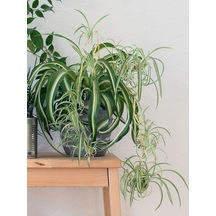 Serada Decor Plant Kurdele Çiçeği Büyük Bol Köklü İç Mekan Bitkisi Chlorophytum Comosum 30-50cm