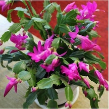 1 Adet Pembe Renk Yılbaşı Çiçeği 10-20cm Tüplü Çiçekli Bodur Bitkiler Zygocactus