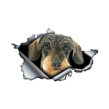 Saçlı Dachshund Araba Sticker Kişiselleştirilmiş Çıkartması