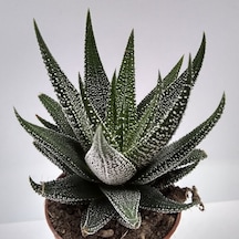 Haworthia Fasciata Concolor 20 Adet