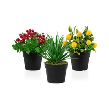 3’Lü Set Siyah Mini Plastik Saksıda Yapay Kokina, Aloe Vera Ve Li