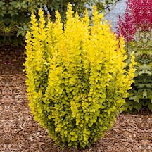 Sarı Berberis Kadın Tuzluğu Berberis Thunbergii Maria 3 Adet