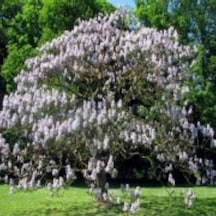 Tüplü Hızlı Büyüyen Beyaz Paulownia Fidanı
