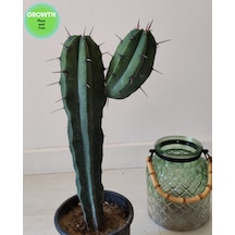 Blue Myrtillocactus 1 Adet