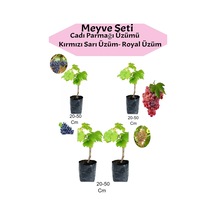 Avantajlı 4'lü Üzüm Seti Cadı Parmağı+kımrızı+sarı+ Royal Üzüm Fidanı