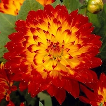 Hoş Kokulu Dahlia Procyon Yıldız Çiçeği Yumrusu 1 Adet