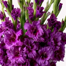 1 Adet Mor Glayör Swan Gladiolus Çiçeği Soğanı