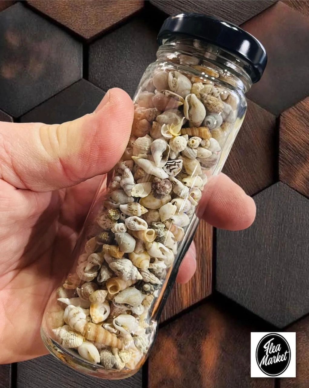 250 Adet Nassa Shell Doğal Deniz Kabuğu Epoksi Dekor Kabuğu Boyut Ortalama 1 Cm