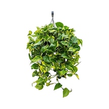 Pothos Sarmaşığı Askılı Saksıda Bitkisi Potos Ev Bitkisi Ofis Salon Bitkisi