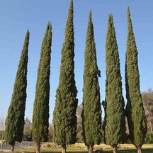 Tüplü Kara Servi Fidanı 60-100cm