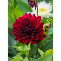 Videolu Kırmızı Yıldız Çiçeği Dahlia 1 Adet Saksılı 20-60 Cm Dış Mekan Bitkisi Dahlia