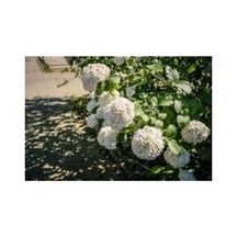 Pamuk Beyaz Ortanca Çiçeği Fidanı 10-20 Cm