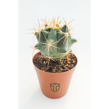 Ferocactus Horridus Kaktüs - 5.5 Cm Saksıda