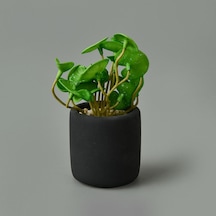 Mini Pot Soft Yaprak Saksılı Çiçek - Asorti - 8x6x6 Cm Çok Renkli