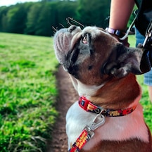 Design, Köpek Boyun Tasması Geri Dönüştürülmüş, Ayarlanabilir, Emniyet Tokalı Küçük Ve Büyük Irklar İçin Tüy Toplamaz, Yıkanabilir, Airtag & İsimlik Uyumlu, Laci Gimme Small Çok Renkli