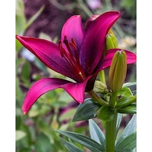 1 Adet Zambak Çiçeği Soğanı Kokulu King Purple