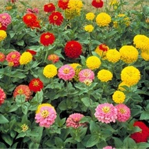 50 Adet Tohum Nadir Zinna Çiçeği Tohumu Organik Saksı Toprak Hediyeli