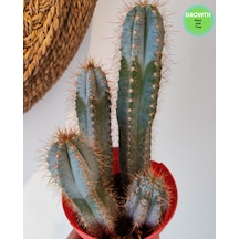 Pilosecereus Azureus Mavi Meşale Kaktüs 1 Adet