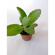 Aşkın Gözyaşı Çiçeği 10-20 Cm