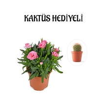 Mis Kokulu Şeker Pembe Karanfil Çiçeği Kaktüs