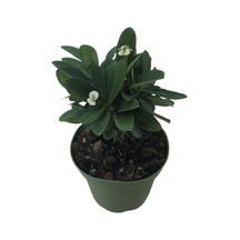 Beyaz Dikenler Tacı Euphorbia Milii Japon Iğnesi Fidanı Saksılı 10-20 Cm