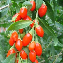 Tüplü Kırmızı Goji Berry Kurt Üzümü Fidanı 10 Adet